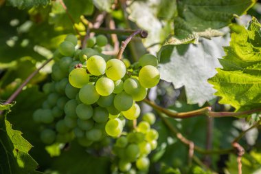 güneş ışığında bir asma asılı yeşil üzüm