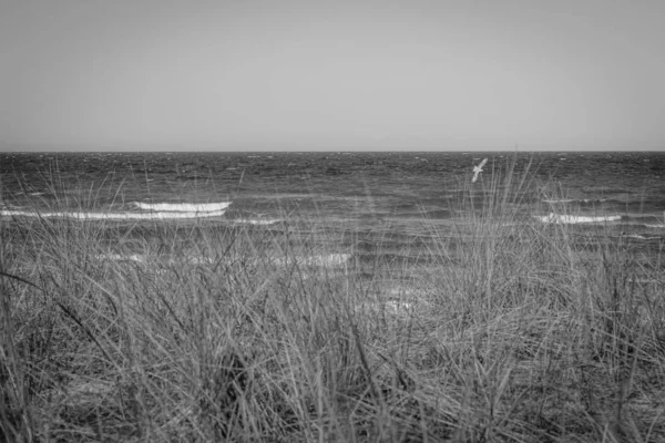 Na plaży Morza Bałtyckiego wiatr i puchnie — Zdjęcie stockowe