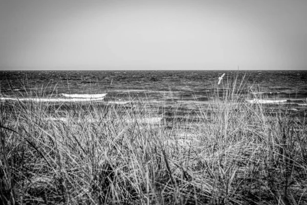Het strand van de Baltische zee wind en zwellen — Stockfoto