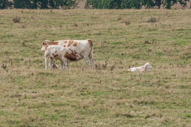bir çayırda onu boğa buzağı emzirme bir anne