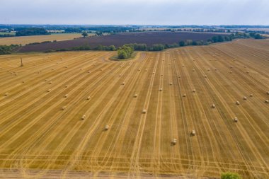 bir alanda saman çok sayıda balya yalan