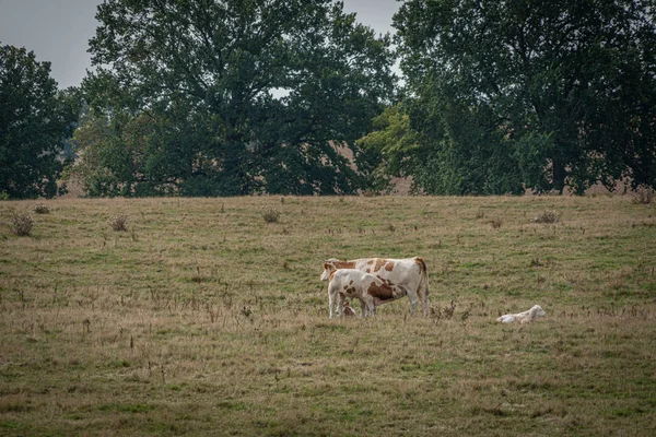 Une mère vache allaitant son taureau veau dans une prairie — Photo