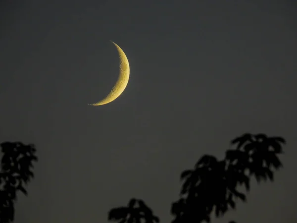 an increasing crescent moon stands in the evening sky