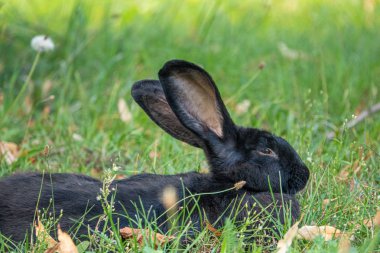 yeşil bir çayırda siyah bir tavşan yatıyor ve kameraya bakar 