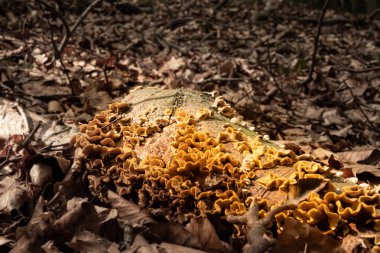 ölü bir ağaç gövdesi üzerinde bir ormanda sarı kükürt gözenekli ağaç eğlenceli