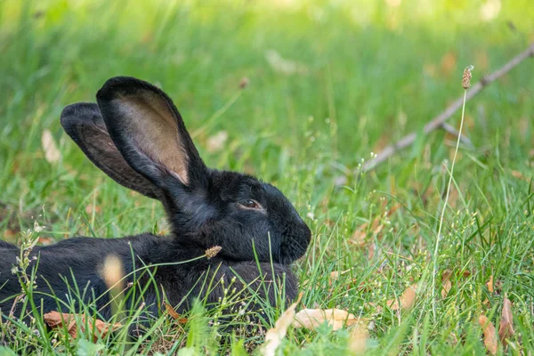 yeşil bir çayırda siyah bir tavşan yatıyor ve kameraya bakar 