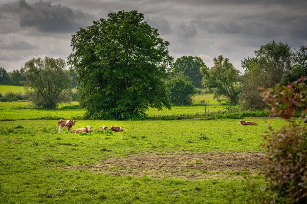 Un troupeau de vaches brun-blanc se tiennent et s'allongent sur une prairie verte et e — Photo