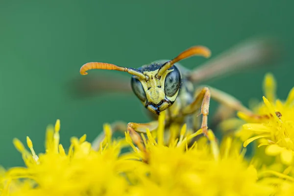 Sur une macro photo, une guêpe noire et jaune mange du pollen de fleur — Photo