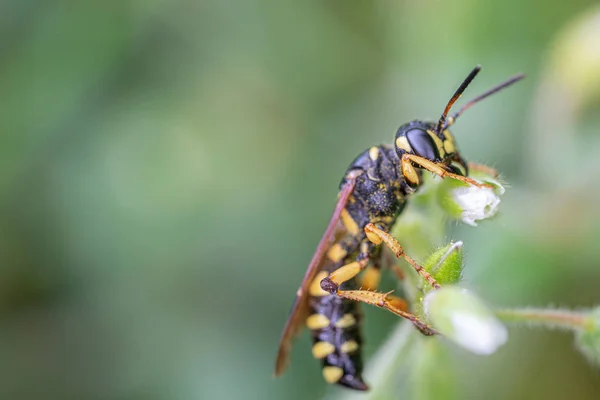 Sur une macro photo, une guêpe noire et jaune mange du pollen de fleur — Photo