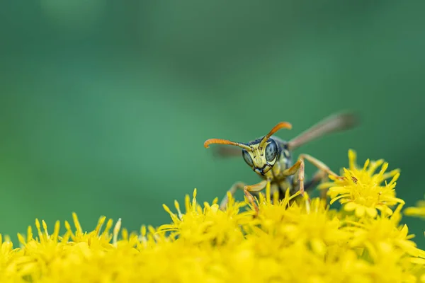 Sur une macro photo, une guêpe noire et jaune mange du pollen de fleur — Photo