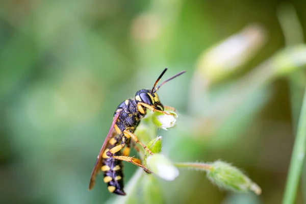 På ett makro foto en svart och gul Wasp äter blomma pollen — Stockfoto