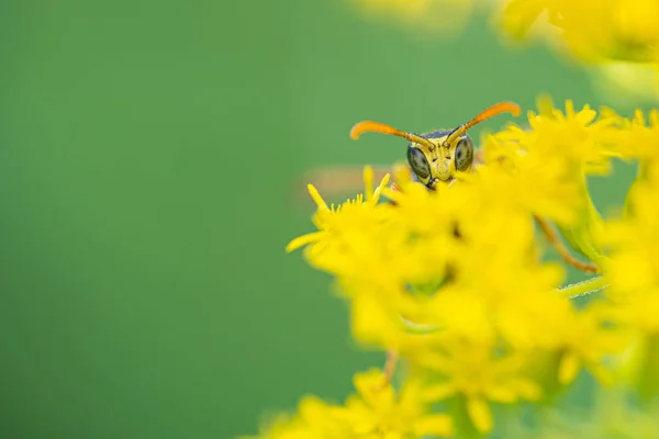 Sur une macro photo, une guêpe noire et jaune mange du pollen de fleur — Photo