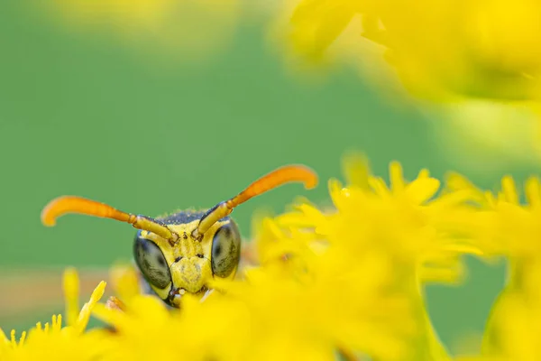 Sur une macro photo, une guêpe noire et jaune mange du pollen de fleur — Photo
