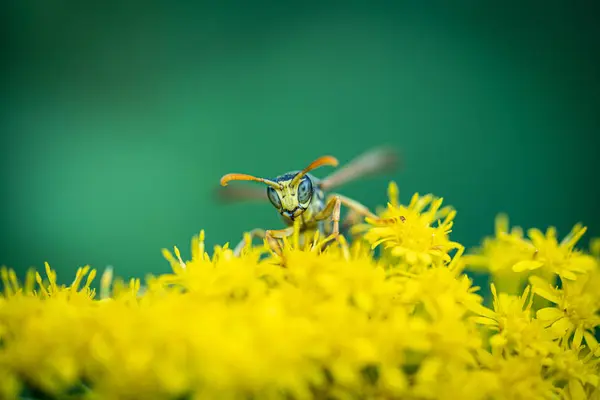 Sur une macro photo, une guêpe noire et jaune mange du pollen de fleur — Photo