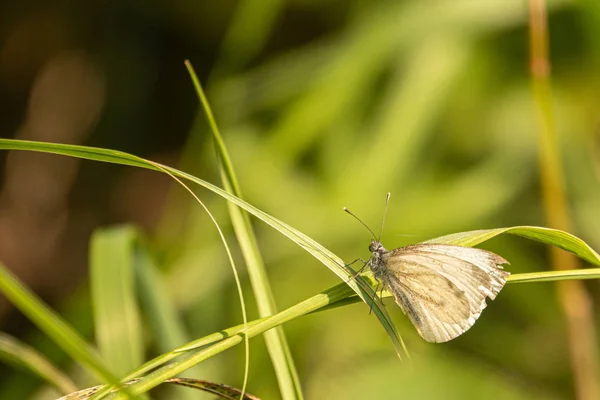 Un gros plan d'un papillon blanc assis sur une lame verte de gras — Photo