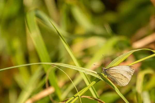 Un gros plan d'un papillon blanc assis sur une lame verte de gras — Photo