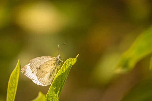 Un gros plan d'un papillon blanc assis sur une lame verte de gras — Photo