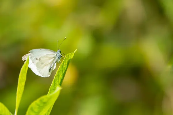 Un gros plan d'un papillon blanc assis sur une lame verte de gras — Photo