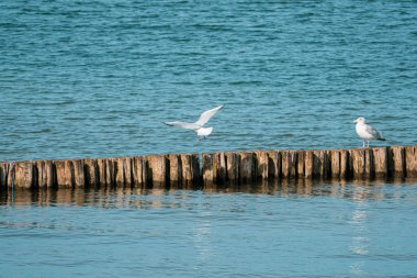 Baltık Denizi'nde bir iskelede iki martı arıyor 