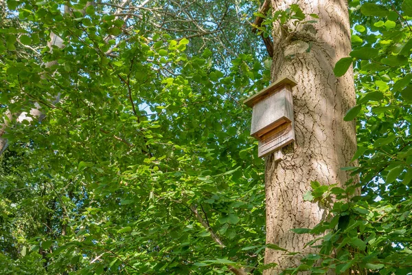 Em uma árvore na floresta, os conservacionistas colocaram um inseto — Fotografia de Stock