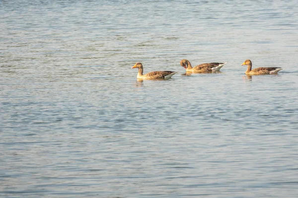 Un grupo de gansos salvajes nadando en un lago bajo el sol de la mañana — Foto de Stock