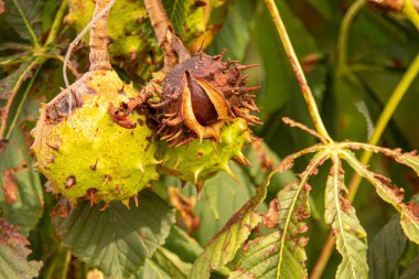 kahverengi olgun kestane hala bir kestane ağacından asılı kim's