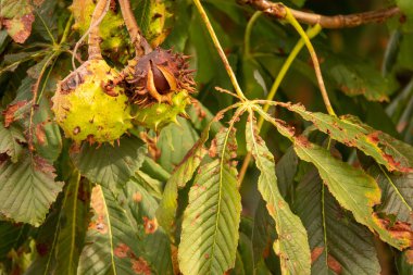 kahverengi olgun kestane hala bir kestane ağacından asılı kim's