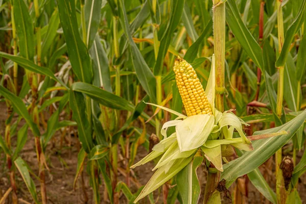 stock image a peeled yellow corncob is still on the plant standing in a corn