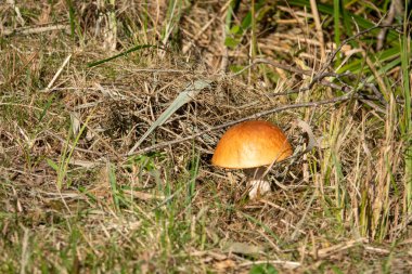 onun parlak kahverengi şapka ile bir taş mantar clearin üzerinde duruyor