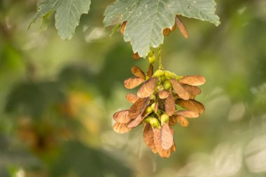 bir akçaağaç ağacının olgun tohumları bir dal üzerinde asılı