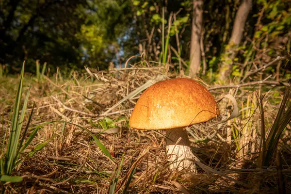 Каменный гриб в ярко-коричневой шляпе стоит на поляне — стоковое фото