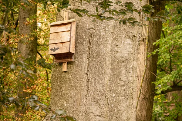 a bat box hangs from a tree in the forest and provides shelter f