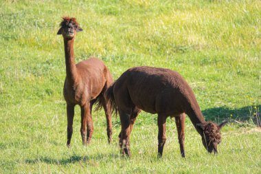 beyaz ve iki kahverengi boynuz alpaka bir mera üzerinde durmak ve bakmak 