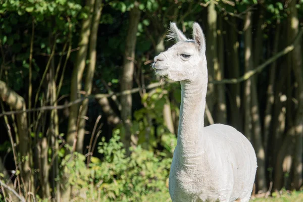 Een witte en twee bruine shorn alpaca's staan op een weide en kijken — Stockfoto