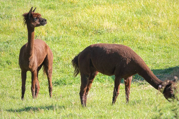 Een witte en twee bruine shorn alpaca's staan op een weide en kijken — Stockfoto