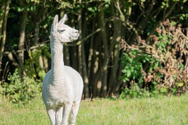 Een witte en twee bruine shorn alpaca's staan op een weide en kijken — Stockfoto