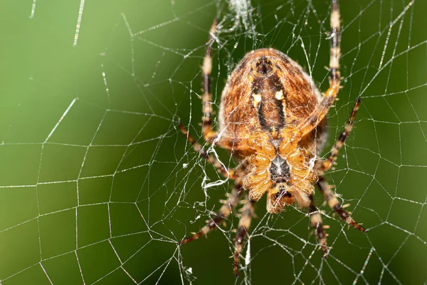 A large cross spider sits in her spider 's web and lurks for prey — стоковое фото