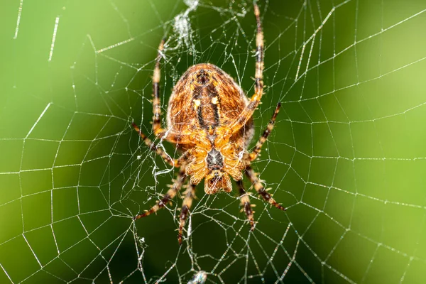 Une grande araignée croisée est assise dans la toile de son araignée et se cache pour la proie — Photo