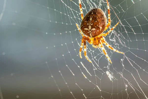 Una gran araña cruzada se sienta en la tela de su araña y acecha buscando presas —  Fotos de Stock