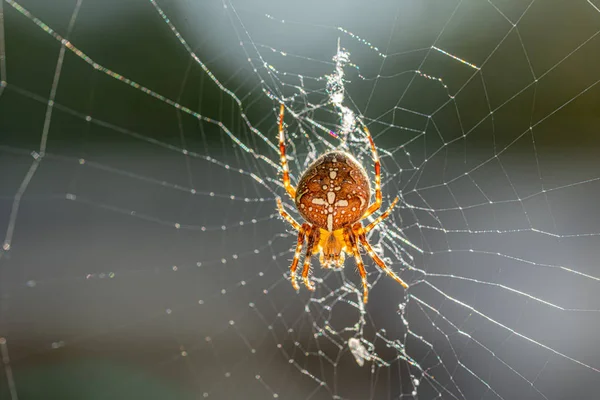 Una gran araña cruzada se sienta en la tela de su araña y acecha buscando presas —  Fotos de Stock