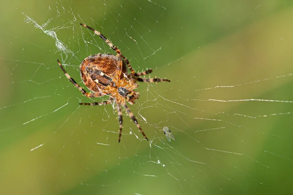 Una gran araña cruzada se sienta en la tela de su araña y acecha buscando presas —  Fotos de Stock