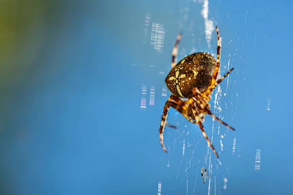 Une grande araignée croisée est assise dans la toile de son araignée et se cache pour la proie — Photo