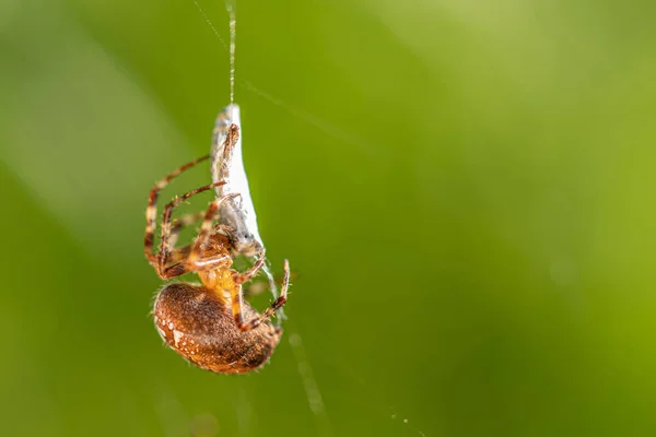 Una gran araña cruzada ha cogido una avispa como presa en su telaraña una —  Fotos de Stock
