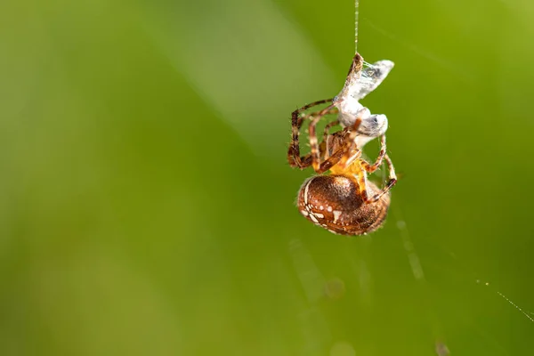 Большой паук-крест поймал осу как добычу в своей паутинной паутине — стоковое фото