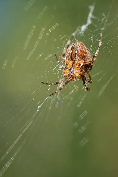 A large cross spider sits in her spider 's web and lurks for prey — стоковое фото