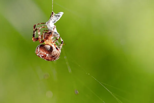 Une grande araignée croisée a attrapé une guêpe comme proie dans sa toile d'araignée a — Photo