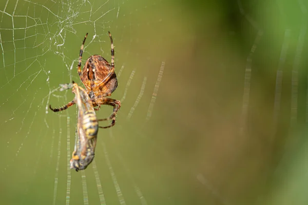 Une grande araignée croisée a attrapé une guêpe comme proie dans sa toile d'araignée a — Photo