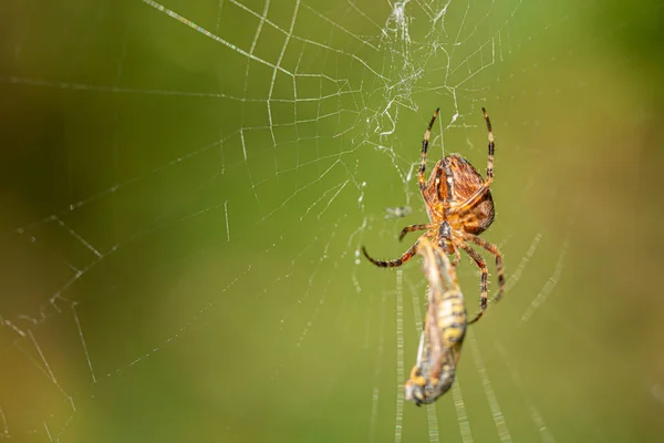 Une grande araignée croisée a attrapé une guêpe comme proie dans sa toile d'araignée a — Photo