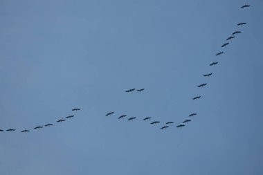 çok sayıda yaban kazları güneye doğru formasyon sinek