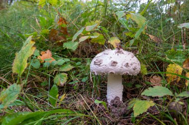 beyaz şapka ve beyaz gövde ile büyük bir beyaz mantar alo duruyor